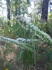 Liatris hesperelegans