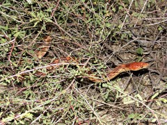Pituophis vertebralis