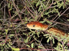Pituophis vertebralis
