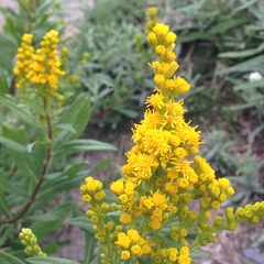Solidago lepida salebrosa