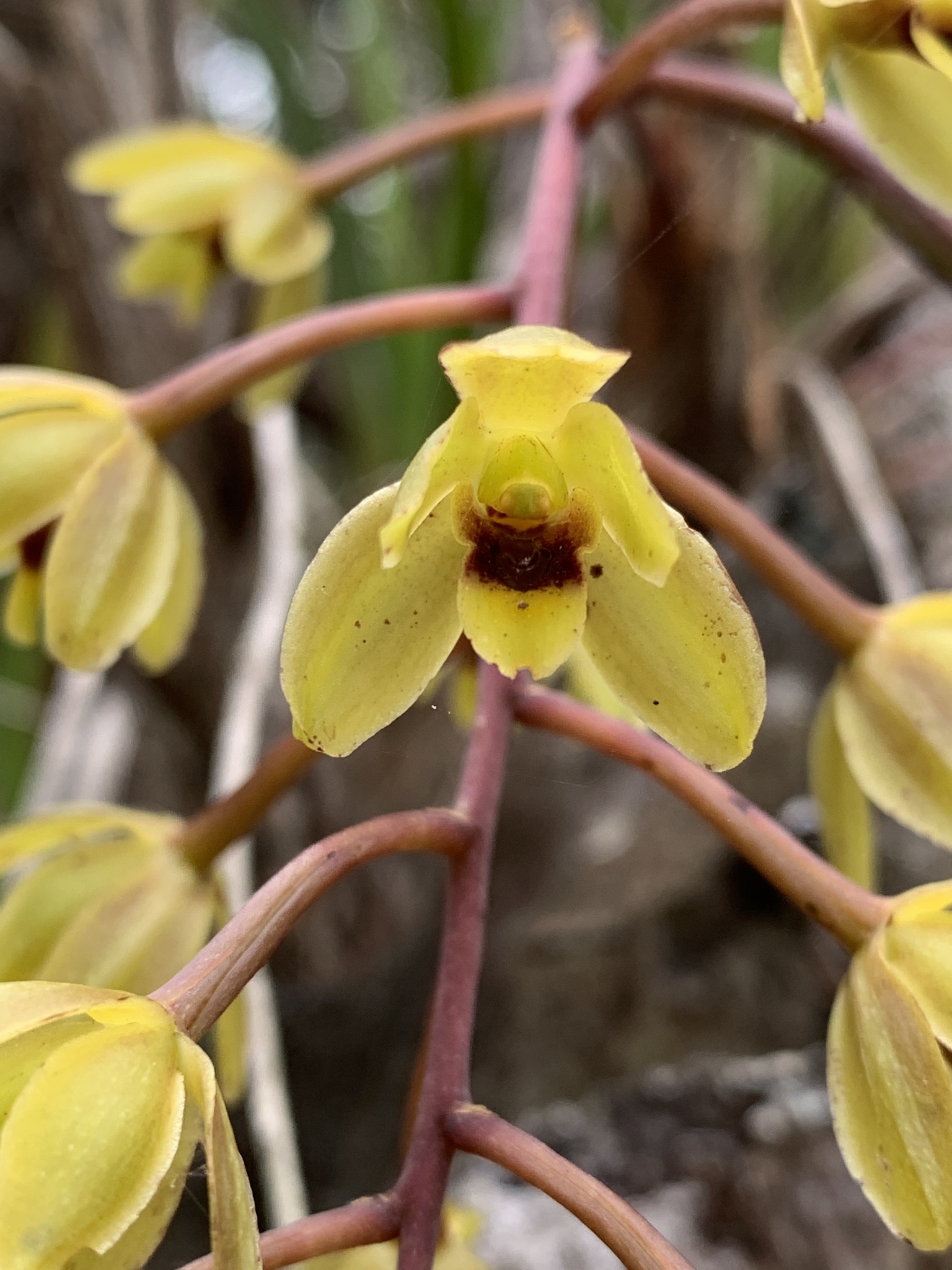 Cymbidium suave R.Br. 3