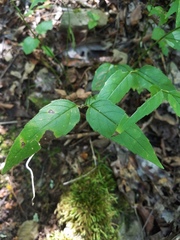 Monarda russeliana