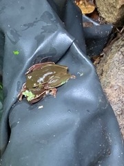 Ranoidea phyllochroa