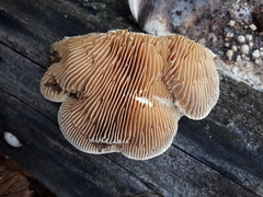Trametes warnieri