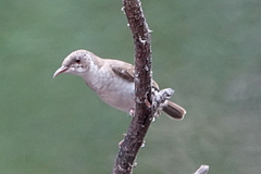 Ramsayornis fasciatus