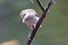 Ramsayornis fasciatus