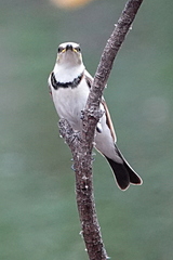Cissomela pectoralis