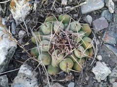 Thelocactus hexaedrophorus hexaedrophorus