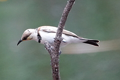 Cissomela pectoralis