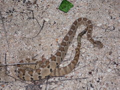 Crotalus enyo