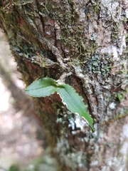 Rhinerrhiza divitiflora