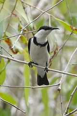 Cissomela pectoralis