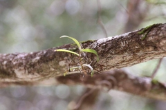 Plectorrhiza tridentata