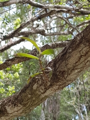 Plectorrhiza tridentata