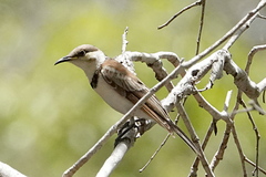 Cissomela pectoralis