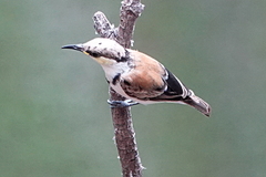 Cissomela pectoralis