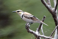 Cissomela pectoralis