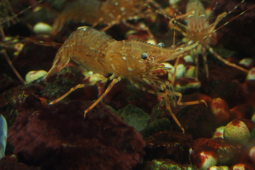 Pandalus hypsinotus