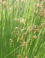 Juncus holoschoenus