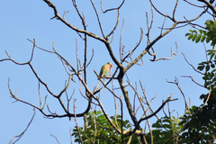 Psittacula alexandri