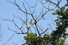 Psittacula alexandri