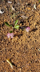 Ptilotus manglesii
