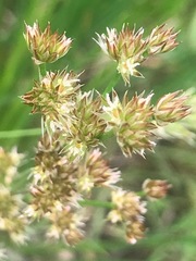 Juncus holoschoenus