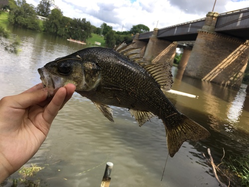 Australian bass (Macquaria novemaculeata) — Percichthyidae — 2