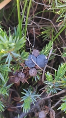 Juniperus communis hemisphaerica