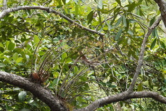 Dendrobium trilamellatum