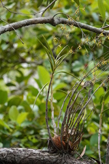 Dendrobium trilamellatum