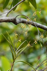 Dendrobium trilamellatum