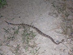Crotalus mitchellii