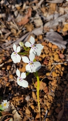 Isotoma hypocrateriformis