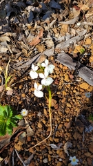 Isotoma hypocrateriformis