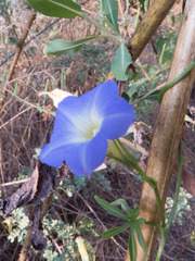Ipomoea barbatisepala