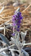 Veronica hololeuca