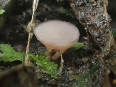 Tatraea dumbirensis