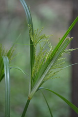 Cyperus exaltatus