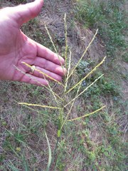 Leptochloa dubia