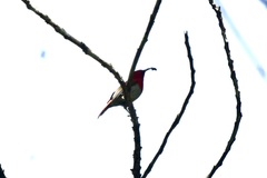 Aethopyga temminckii