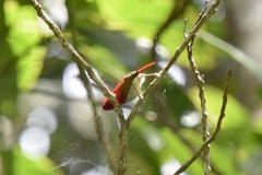 Aethopyga temminckii