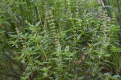 Ocimum × africanum