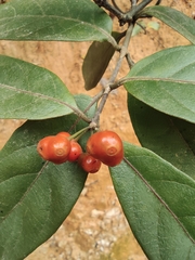 Gynochthodes umbellata