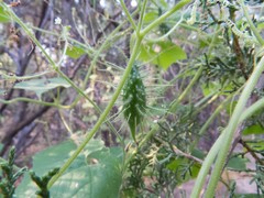 Echinopepon wrightii