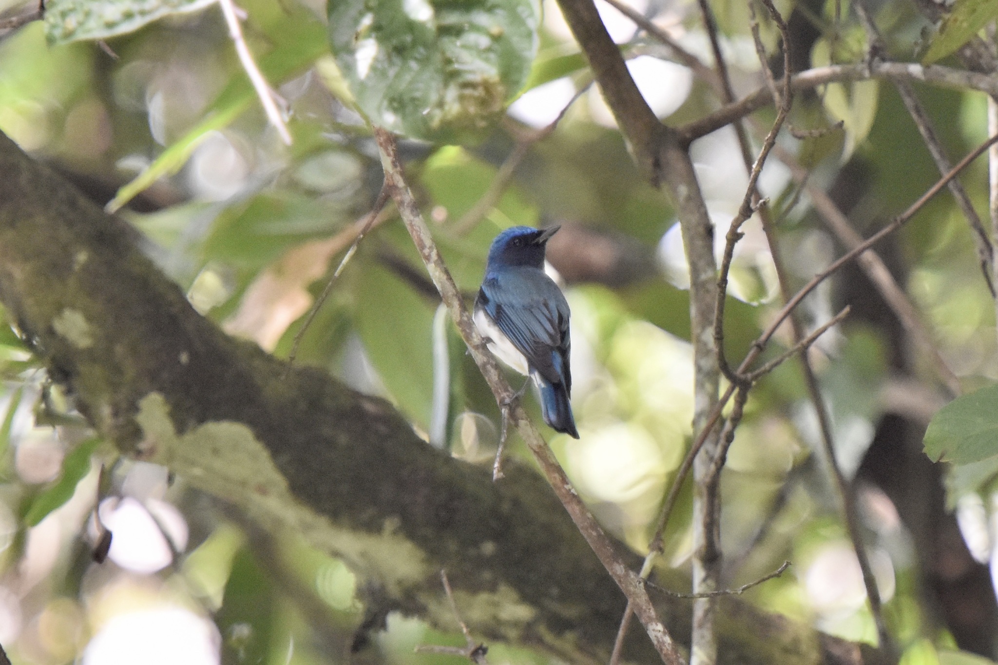 Blue-and-white Flycatcher illustration