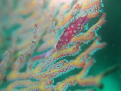 Phenacovolva nectarea