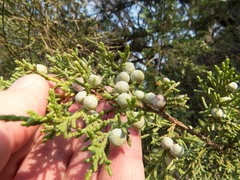 Juniperus arizonica