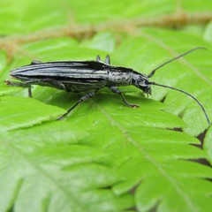 Navomorpha sulcata