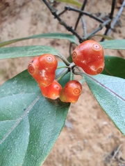 Gynochthodes umbellata